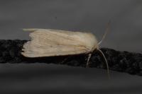 Mythimna pallens