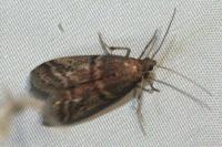 Ephestia elutella/woodiella