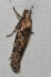Carpatolechia decorella