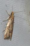 Brachmia blandella
