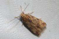 Brachmia blandella