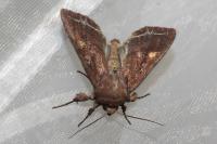 Lacanobia oleracea
