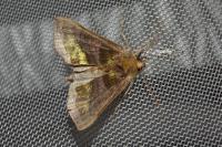 Diachrysia chrysitis