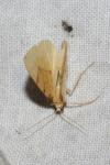 Gandaritis pyraliata
