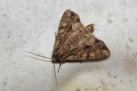 Apamea monoglypha