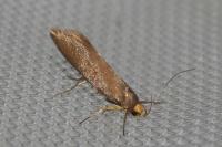 Crassa unitella