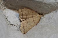 Herminia grisealis