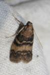 Euzophera pinguis