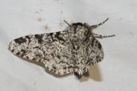 Biston betularia