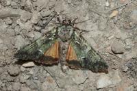 Polyphaenis sericata