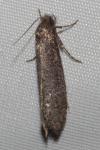 Elatobia fuliginosella