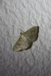 Patania ruralis
