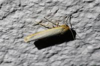 Manulea complana