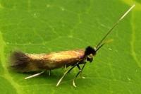 Bucculatrix nigricomella