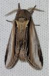 Pheosia tremula