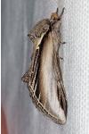Pheosia tremula