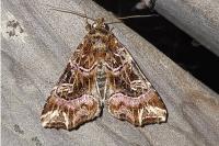 Callopistria juventina