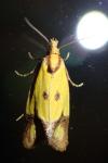 Agapeta zoegana