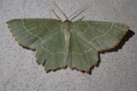 Thalera fimbrialis