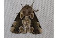 Thyatira batis