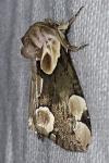 Thyatira batis