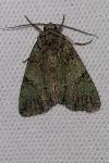 Polyphaenis sericata