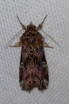 Callopistria juventina