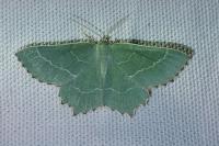 Thalera fimbrialis