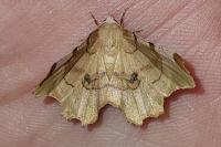 Selenia lunularia