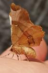 Selenia lunularia