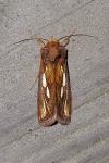 Plusia festucae