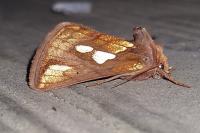 Plusia festucae