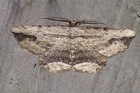 Menophra abruptaria