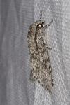 Acronicta megacephala