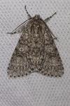 Acronicta megacephala