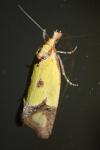 Agapeta zoegana