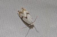 Pseudopostega crepusculella