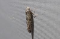 Paraswammerdamia nebulella