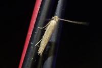 Bedellia somnulentella