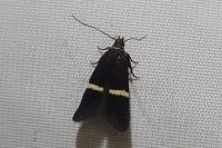 Aproaerema larseniella