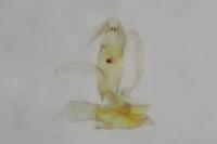 Aproaerema larseniella