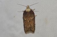Acleris hastiana
