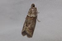 Acrobasis consociella