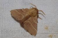 Malacosoma neustria
