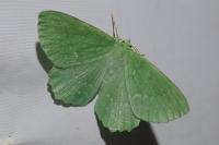 Geometra papilionaria