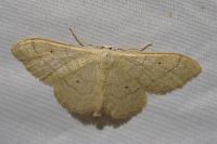 Idaea straminata