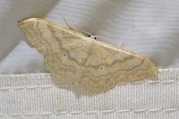 Idaea deversaria
