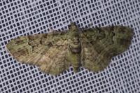 Pasiphila rectangulata