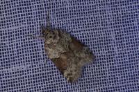 Nycteola siculana
