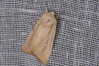 Mythimna sicula